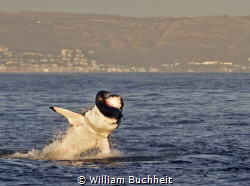 A great white takes a seal in False Bay, South Africa.  A... by William Buchheit 